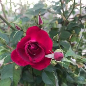 Meet your Posher, Sophie